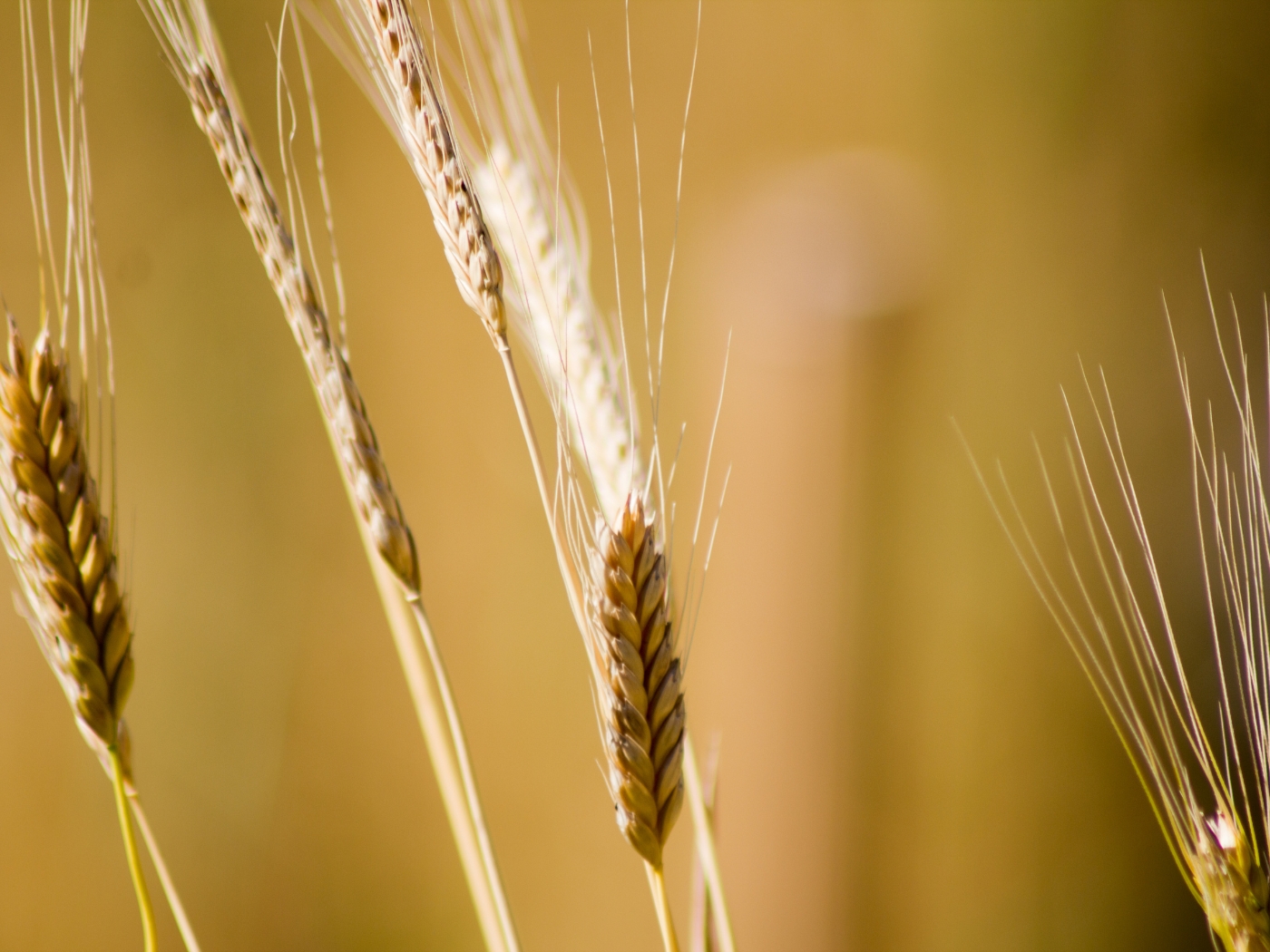 wheat in a field