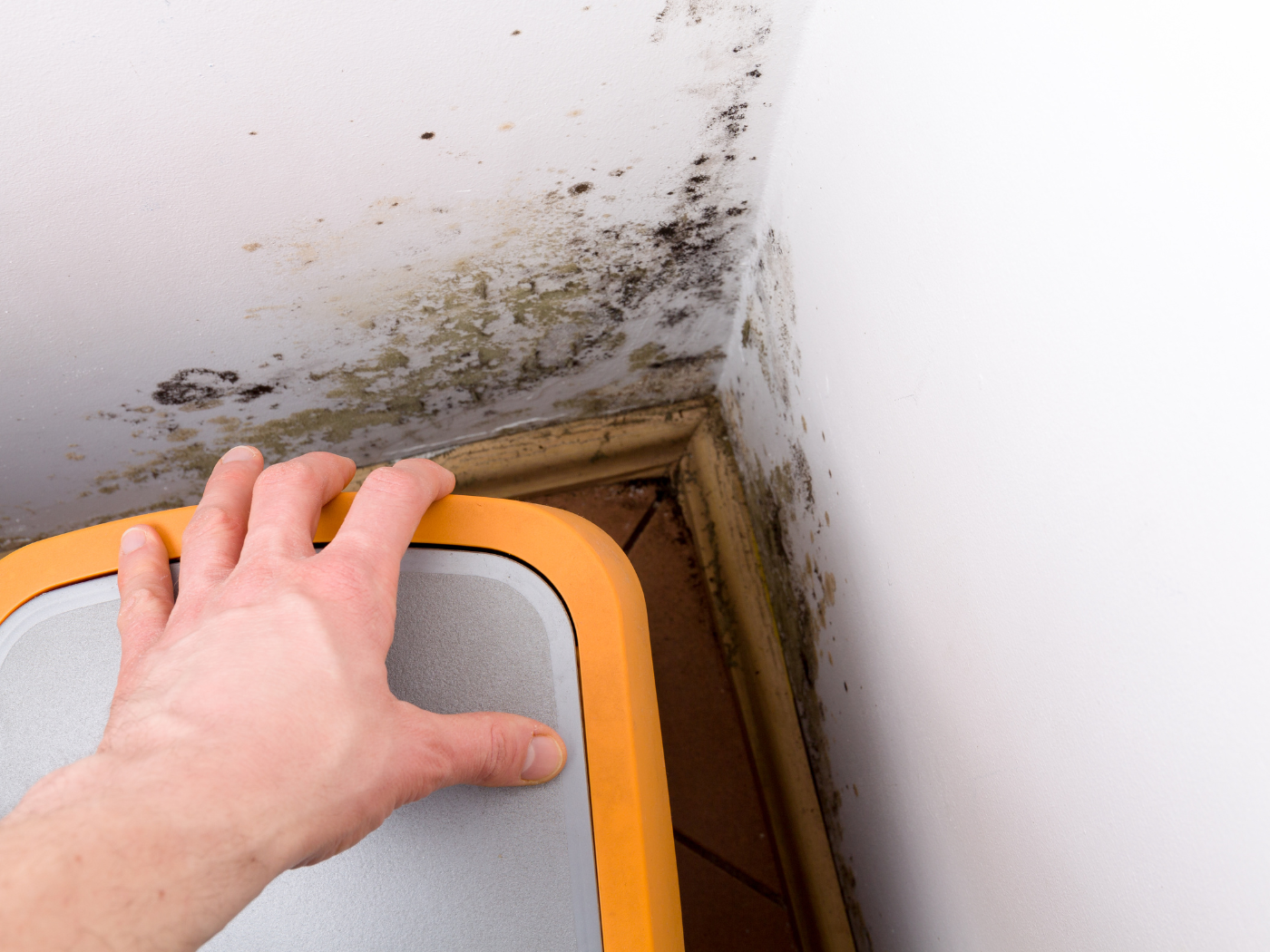 black mold on walls