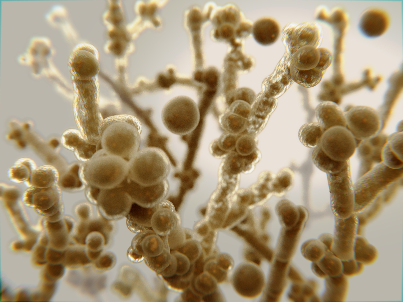 closeup of candida fungi structures